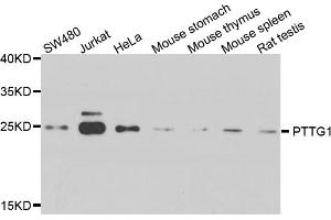 Western blot analysis of extracts of various cell lines, using PTTG1 antibody (ABIN5974823) at 1/1000 dilution. (PTTG1 抗体)