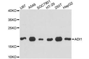 Western blot analysis of extracts of various cell lines, using ADI1 antibody (ABIN6289987) at 1:3000 dilution. (ADI1 抗体)