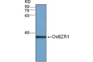 Western Blot (1:500) analysis of protein OsBZR1 expression in rice (CV. (OsBZR1 抗体)