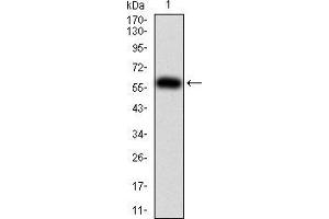 Western blot analysis using PTPN6 mAb against human PTPN6 (AA: 243-541) recombinant protein. (SHP1 抗体  (AA 243-541))