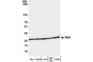 Western Blotting (WB) image for anti-RAN, Member RAS Oncogene Family (RAN) (AA 166-216) antibody (ABIN7455018) (RAN 抗体  (AA 166-216))