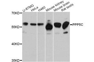 Western blot analysis of extracts of various cell lines, using PPP5C Antibody. (PP5 抗体)