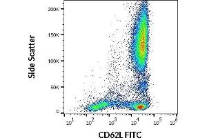 Flow cytometry surface staining pattern of human peripheral whole blood stained using anti-human CD62L (LT-TD180) FITC antibody (20 μL reagent / 100 μL of peripheral whole blood).