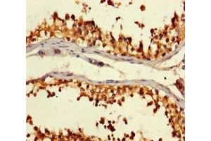 Immunohistochemistry of paraffin-embedded human testis tissue using ABIN7146892 at dilution of 1:100 (CSNK2A2 抗体  (AA 8-350))
