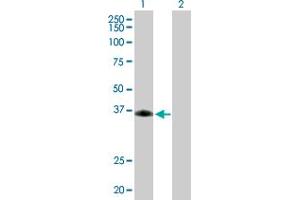 Western Blot analysis of SIRT6 expression in transfected 293T cell line by SIRT6 MaxPab polyclonal antibody. (SIRT6 抗体  (AA 1-328))