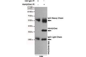 Immunoprecipitation analysis of Hela cell lysates using HtrA2/Omi mouse mAb. (HTRA2 抗体)