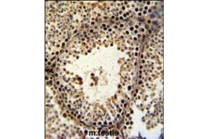 PHF13 Antibody (C-term) (ABIN651255 and ABIN2840156) IHC analysis in formalin fixed and paraffin embedded mouse testis tissue followed by peroxidase conjugation of the secondary antibody and DAB staining. (PHF13 抗体  (C-Term))