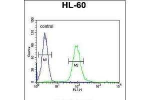 Flow cytometric analysis of HL-60 cells (right histogram) compared to a negative control cell (left histogram). (GM-CSF 抗体  (AA 59-85))