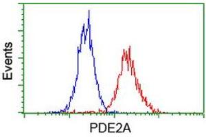 Image no. 3 for anti-phosphodiesterase 2A, CGMP-Stimulated (PDE2A) antibody (ABIN1500076) (PDE2A 抗体)
