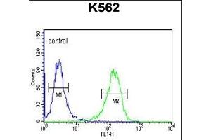 C21orf29 Antibody (Center) (ABIN653223 and ABIN2842758) flow cytometric analysis of K562 cells (right histogram) compared to a negative control cell (left histogram). (TSPEAR 抗体  (AA 293-320))