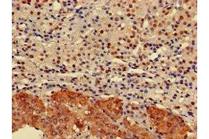 Immunohistochemistry of paraffin-embedded human adrenal gland tissue using ABIN7151526 at dilution of 1:100 (ELMOD2 抗体  (AA 82-200))