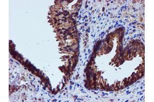 Image no. 3 for anti-Iduronate 2-Sulfatase (IDS) antibody (ABIN1498798)