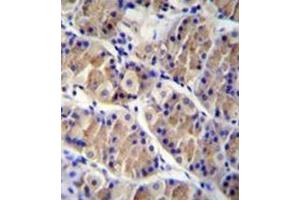 Immunohistochemistry analysis in formalin fixed and paraffin embedded human stomach tissue reacted with LRRC38 Antibody (C-term) followed by peroxidase conjugation of the secondary antibody and DAB staining. (LRRC38 抗体  (C-Term))