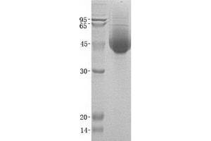 Validation with Western Blot (Biglycan Protein (BGN) (His tag))