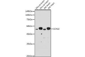 Western blot analysis of extracts of various cell lines, using SOX10 antibody (ABIN7270568) at 1:500 dilution. (SOX10 抗体  (AA 200-300))