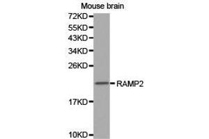 Western Blotting (WB) image for anti-Receptor (G Protein-Coupled) Activity Modifying Protein 2 (RAMP2) antibody (ABIN1874542) (RAMP2 抗体)