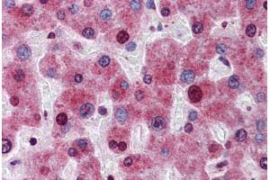 Human Liver: Formalin-Fixed, Paraffin-Embedded (FFPE) (ATG16L1 抗体  (AA 254-303))
