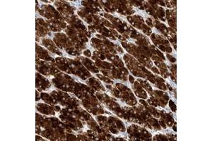 Immunohistochemical staining of human adrenal gland with TM7SF2 polyclonal antibody  shows strong cytoplasmic positivity in cortical cells at 1:20-1:50 dilution. (TM7SF2 抗体)