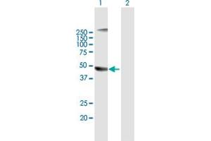 Western Blot analysis of PELO expression in transfected 293T cell line by PELO MaxPab polyclonal antibody. (PELO 抗体  (AA 1-385))