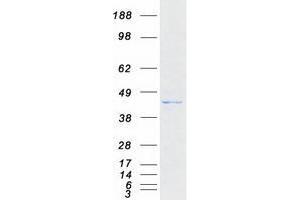 Western Blotting (WB) image for tRNA 5-Methylaminomethyl-2-Thiouridylate Methyltransferase (TRMU) (Transcript Variant 1) protein (Myc-DYKDDDDK Tag) (ABIN2734365)