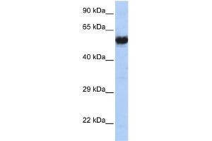 WB Suggested Anti-CHRNG Antibody   Titration: 1 ug/ml   Positive Control: MCF7 Whole Cell (CHRNG 抗体  (N-Term))