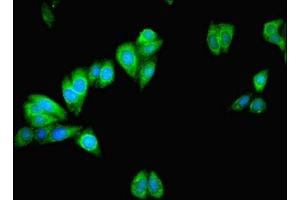 Immunofluorescent analysis of HepG2 cells using ABIN7159988 at dilution of 1:100 and Alexa Fluor 488-congugated AffiniPure Goat Anti-Rabbit IgG(H+L) (MAPK13 抗体  (AA 1-365))