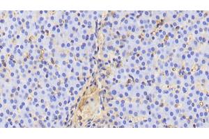 Detection of APOA1 in Porcine Liver Tissue using Polyclonal Antibody to Apolipoprotein A1 (APOA1) (APOA1 抗体  (AA 25-265))