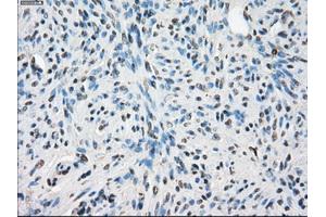 Immunohistochemical staining of paraffin-embedded pancreas tissue using anti-LTA4H mouse monoclonal antibody. (LTA4H 抗体)