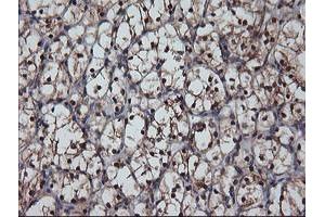 Image no. 1 for anti-Musashi Homolog 1 (Drosophila) (MSI1) antibody (ABIN1499573) (MSI1 抗体)