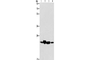Western Blotting (WB) image for anti-THO Complex 7 (THOC7) antibody (ABIN2429477) (THOC7 抗体)