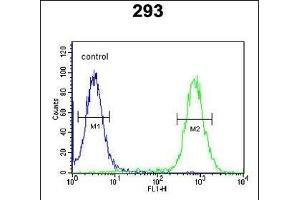 EXOC3L2 Antibody (N-term) (ABIN651216 and ABIN2840135) flow cytometric analysis of 293 cells (right histogram) compared to a negative control cell (left histogram). (EXOC3L2 抗体  (N-Term))