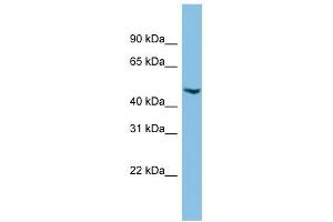 C17orf75 antibody used at 1 ug/ml to detect target protein. (C17orf75 抗体  (Middle Region))