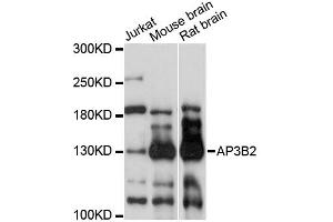 Western blot analysis of extracts of various cell lines, using AP3B2 antibody (ABIN6291769) at 1:3000 dilution. (AP3B2 抗体)