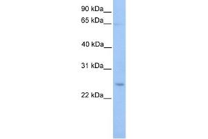 WB Suggested Anti-ATG10 Antibody Titration: 0. (ATG10 抗体  (C-Term))