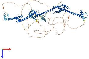 PRPF40B Protein (AA 1-871) (His tag)