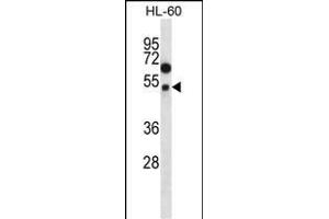 FOXA2 Antibody (p) (ABIN657130 and ABIN2846274) western blot analysis in HL-60 cell line lysates (35 μg/lane). (FOXA2 抗体  (AA 134-163))