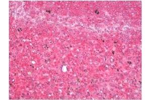 Immunohistochemistry (IHC) image for anti-Vesicle-Associated Membrane Protein 7 (VAMP7) antibody (ABIN1109463) (VAMP7 抗体)