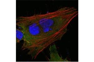 Immunofluorescence (IF) image for anti-Induced Myeloid Leukemia Cell Differentiation Protein Mcl-1 (MCL1) antibody (ABIN1108171) (MCL-1 抗体)
