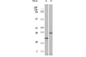 Western Blot showing 4E-BP1 antibody used against truncated 4E-BP1 recombinant protein (1)and A431 cell lysate (2). (eIF4EBP1 抗体)