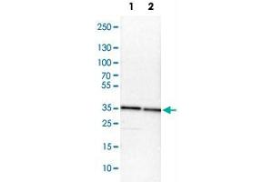Western Blot analysis of Lane 1: NIH-3T3 cell lysate (mouse embryonic fibroblast cells) and Lane 2: NBT-II cell lysate (Wistar rat bladder tumor cells) with TXNL1 polyclonal antibody . (TXNL1 抗体)