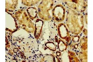 Immunohistochemistry of paraffin-embedded human kidney tissue using ABIN7161486 at dilution of 1:100 (ASAH2 抗体  (AA 255-506))