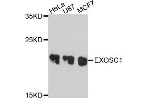 Western blot analysis of extract of various cells, using EXOSC1 antibody. (EXOSC1 抗体)
