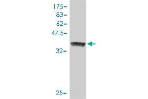 Western Blot detection against Immunogen (38. (VRK1 抗体  (AA 287-396))