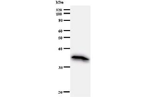 Western Blotting (WB) image for anti-Elongation Factor, RNA Polymerase II, 2 (ELL2) antibody (ABIN930983) (ELL2 抗体)
