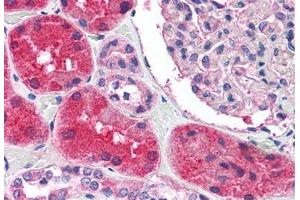 Immunohistochemistry (IHC) image for anti-Potassium Intermediate/small Conductance Calcium-Activated Channel, Subfamily N, Member 2 (KCNN2) (C-Term) antibody (ABIN1048991)