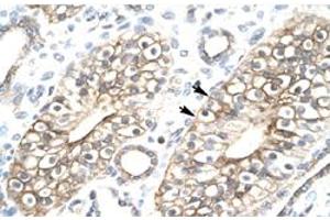 Immunohistochemical staining (Formalin-fixed paraffin-embedded sections) of human kidney with C1orf149 polyclonal antibody  at 4-8 ug/mL working concentration. (MEAF6 抗体  (N-Term))