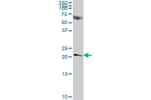 NICN1 MaxPab polyclonal antibody. (NICN1 抗体  (AA 1-213))
