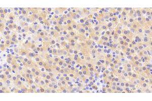 Immunohistochemistry (IHC) image for anti-Kininogen 1 (KNG1) (AA 225-407) antibody (ABIN7438388)
