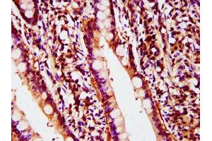 IHC image of ABIN7150231 diluted at 1:400 and staining in paraffin-embedded human small intestine tissue performed on a Leica BondTM system.