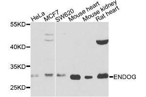 Western blot analysis of extracts of various cell lines, using ENDOG antibody. (Endonuclease G 抗体)